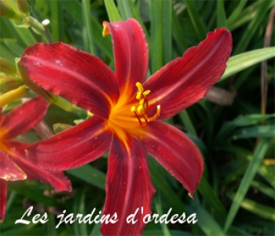 Hemerocallis crimson pirate
